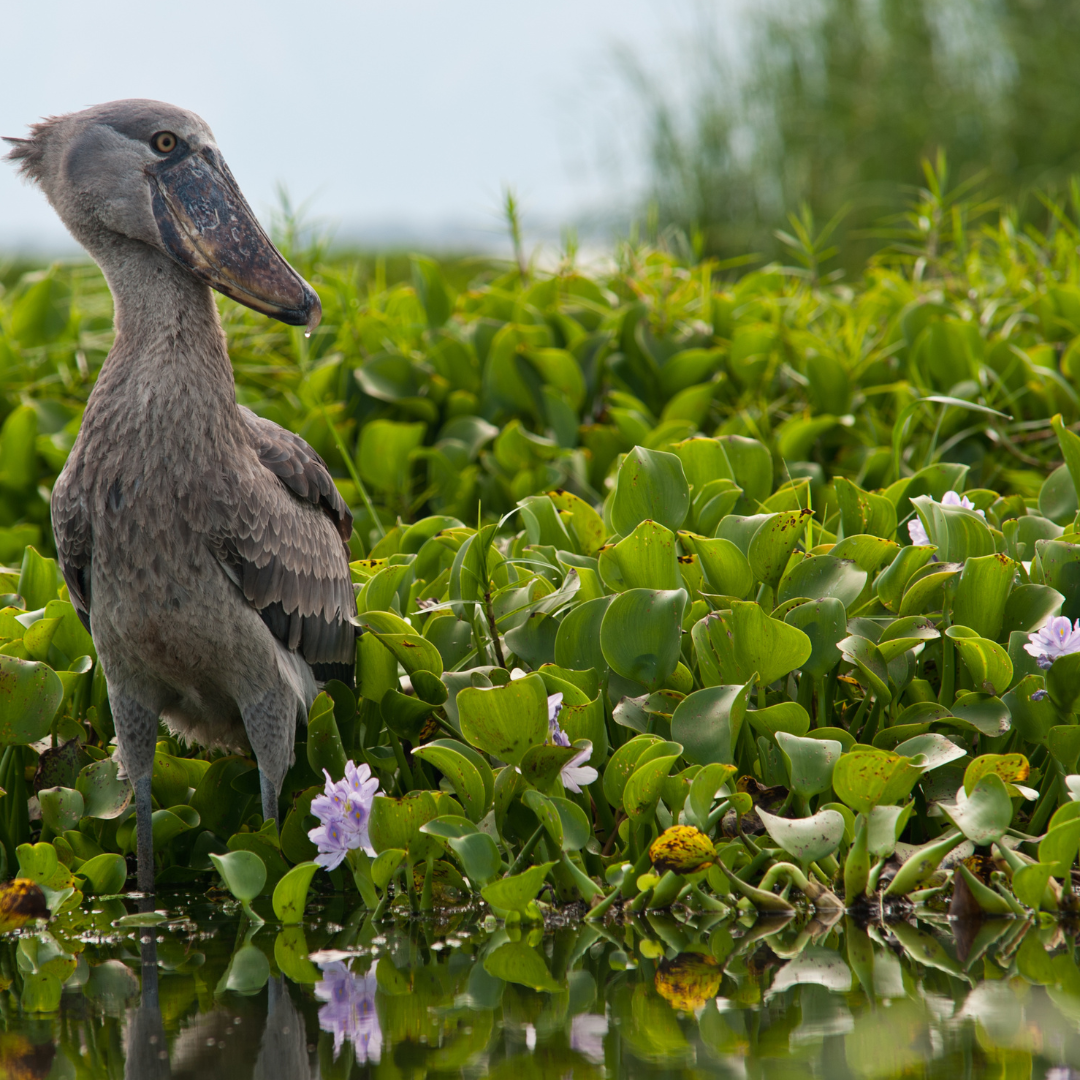 Species Conservation